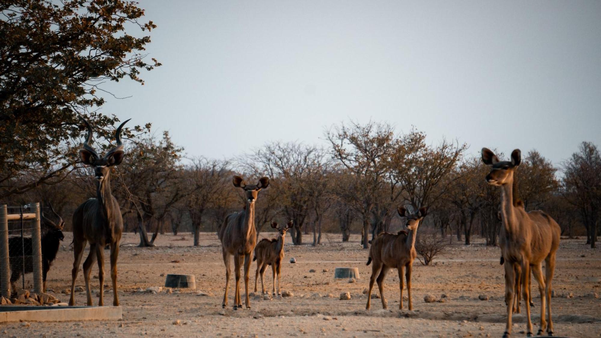Ugab Game Farm & Lodge Vingerklip المظهر الخارجي الصورة